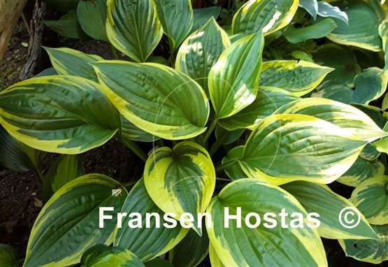 Hosta Swamp Thing